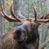 The Moose